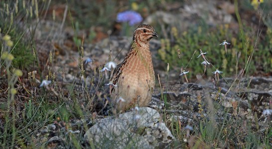 Coturnix llama a la participación de cazadores de toda España para garantizar el futuro de la codorniz