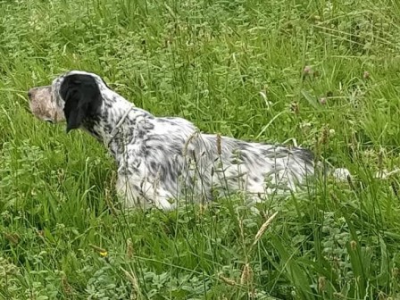 El Setter Inglés “Adarmendi Oco”, ganador de la Copa en España y Barahona de Soto en la disciplina de Gran Búsqueda para perros de muestra británicos